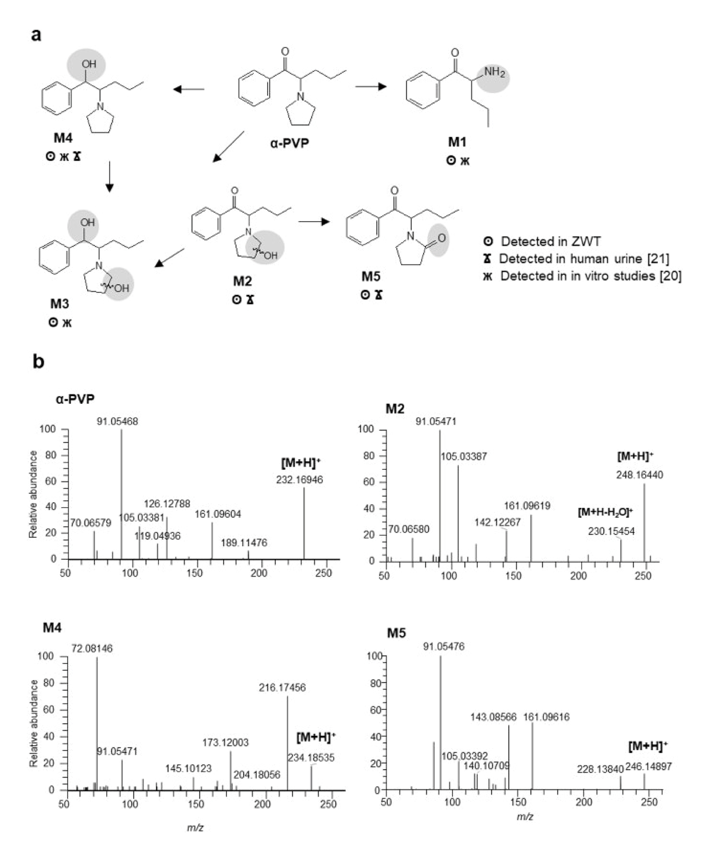 药物体内代谢物鉴定