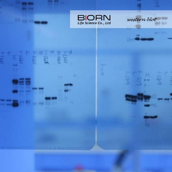 western blot