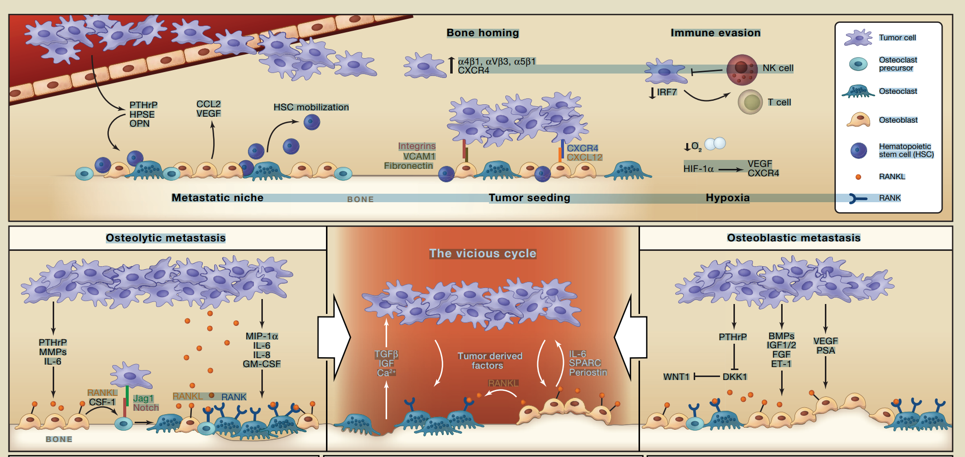 肿瘤微环境研究综合解决方案