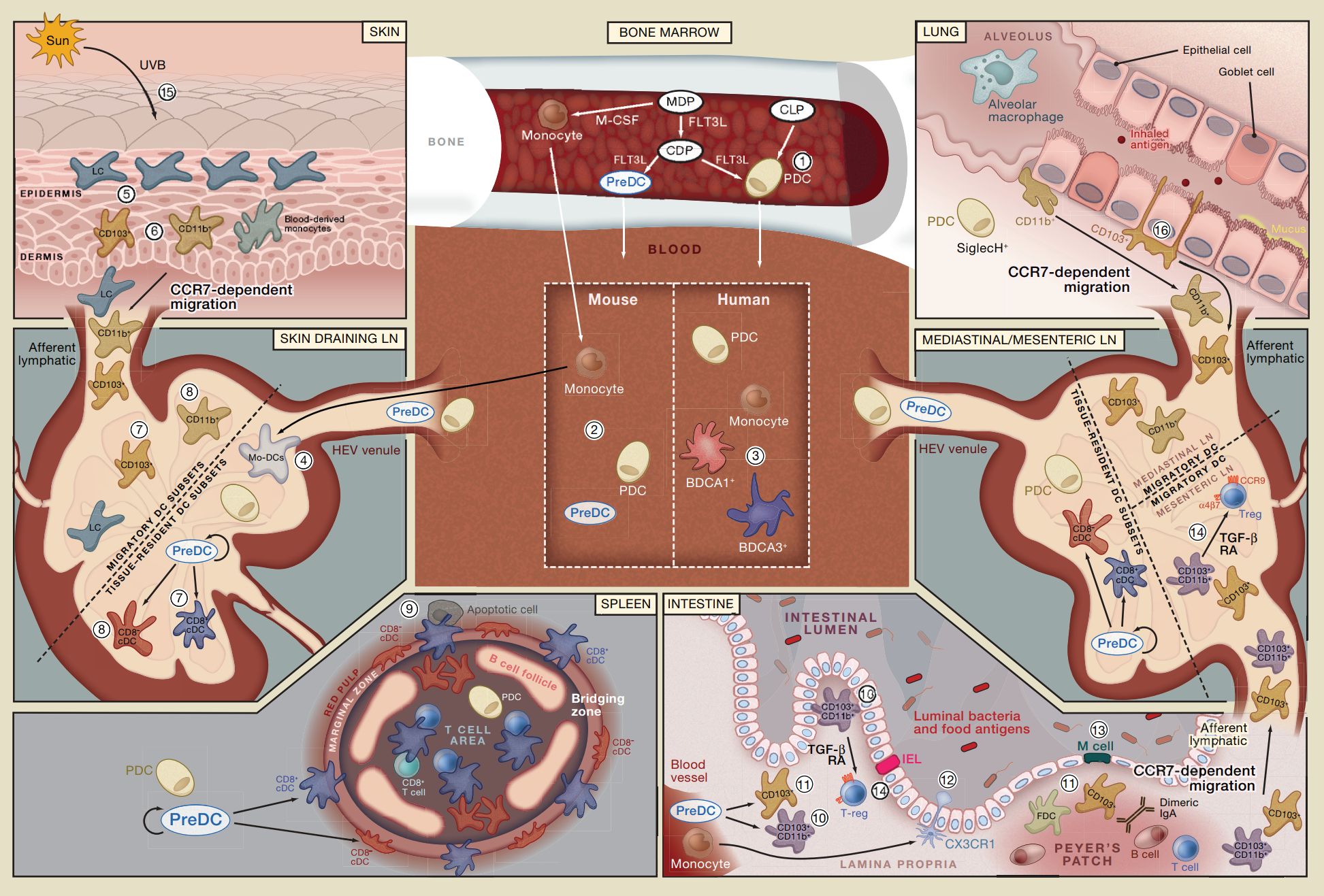 细胞表型谱系转化研究综合解决方案